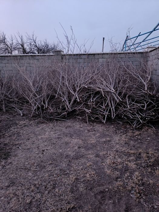 Дрова, отын, тал кесінділері