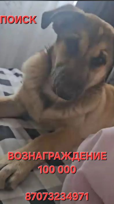 Потерялась собака девочка