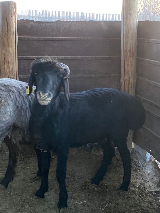 Токты сатылады, кой