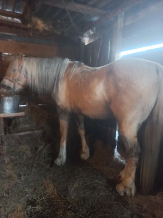 Продаётся Жеребец