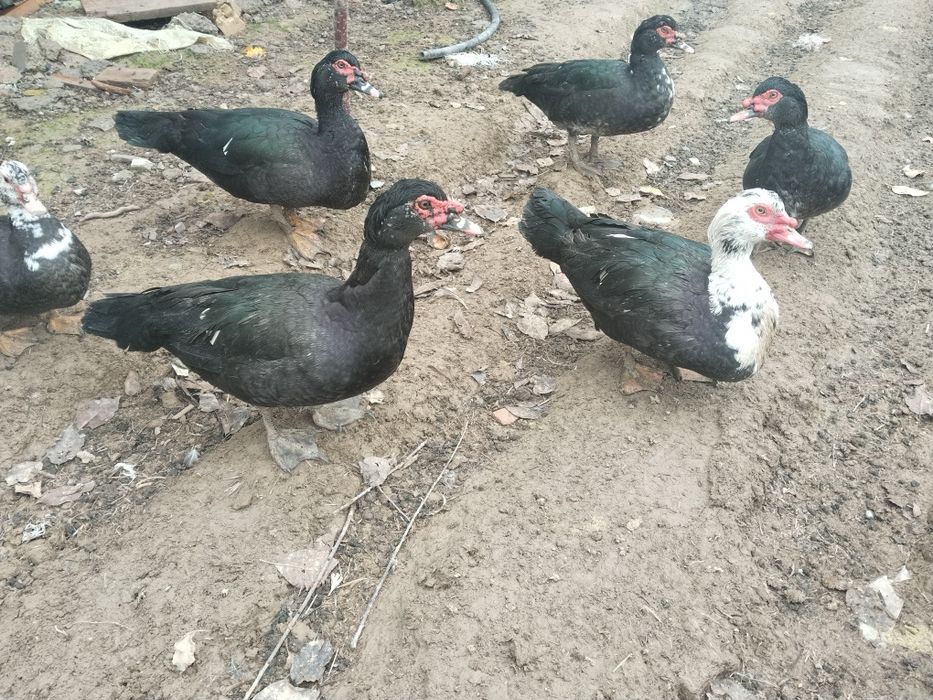 Индоуткалар сотилади.