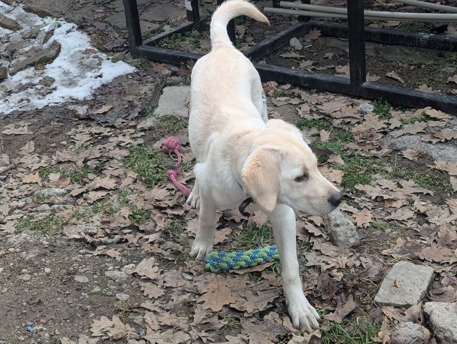 Продам щенка лабрадора девочку (метис)