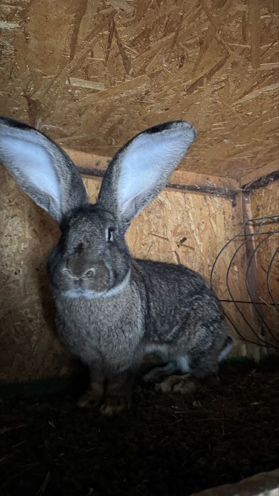 Femelă Uriaș German