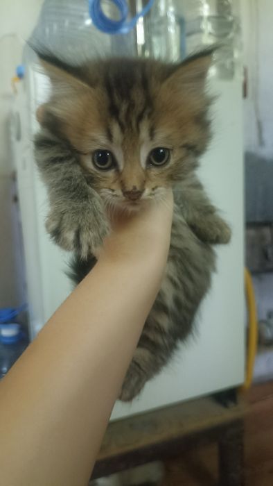 Продам симпатичных котят