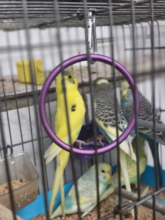 Папагали вълнисти различни цветове