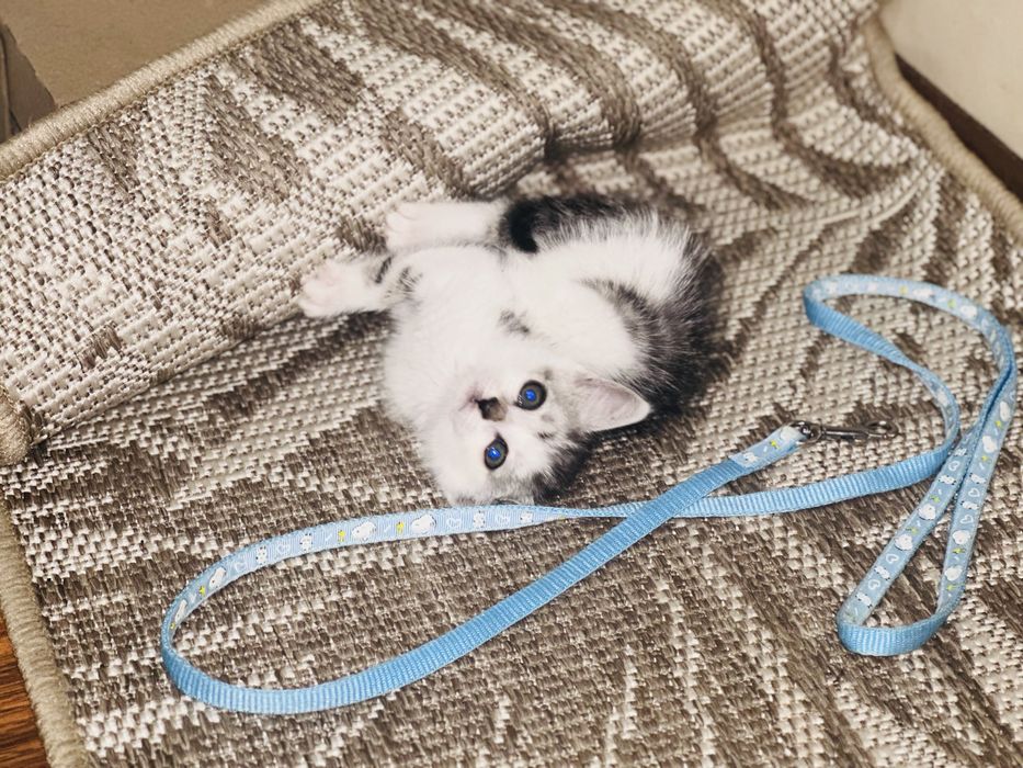 Котенок ищет дом