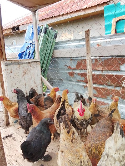 Продам куры кученский