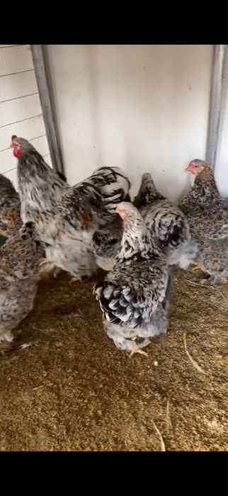 Брама парцелян куры