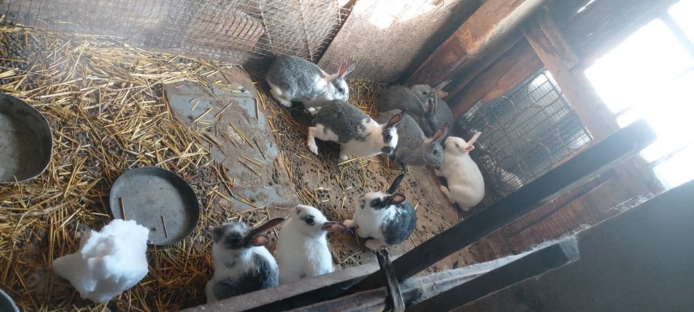 Продам кроликов.