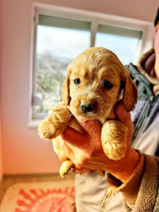 Продавам кокер шпаньоли