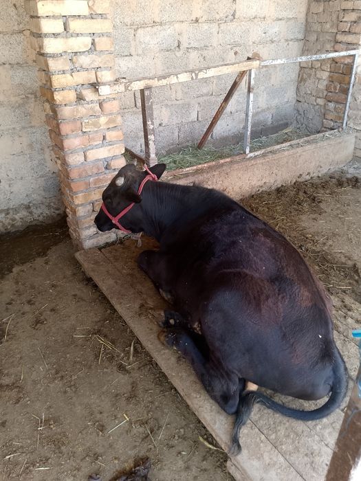 Buqa Sotiladi 1yosh