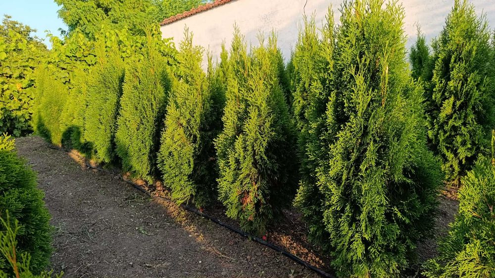 Западна туя Фастигиата / Thuja occidentalis Fastigiata
