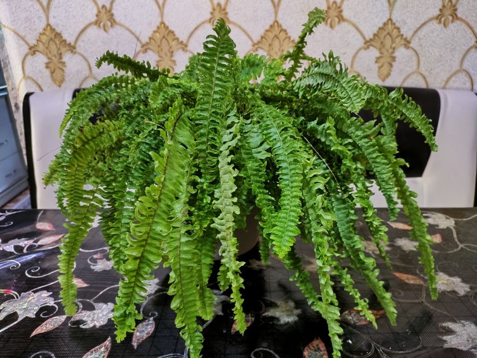 Комнатные растения, доставка