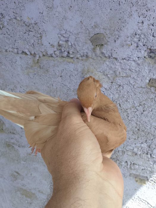 Голуби голуби голуби