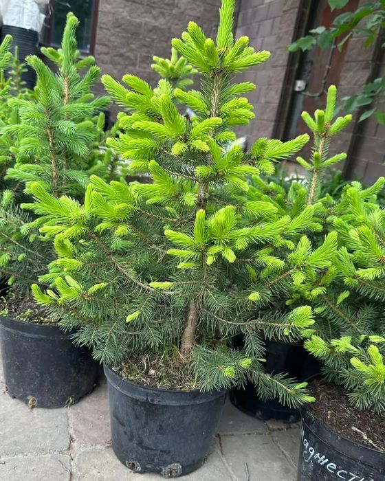 Продам Туя Смаргад