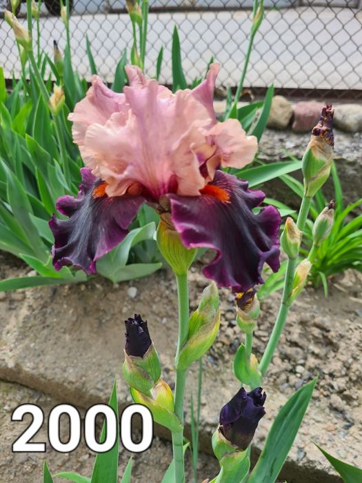 Продаются Сортовые Ирисы