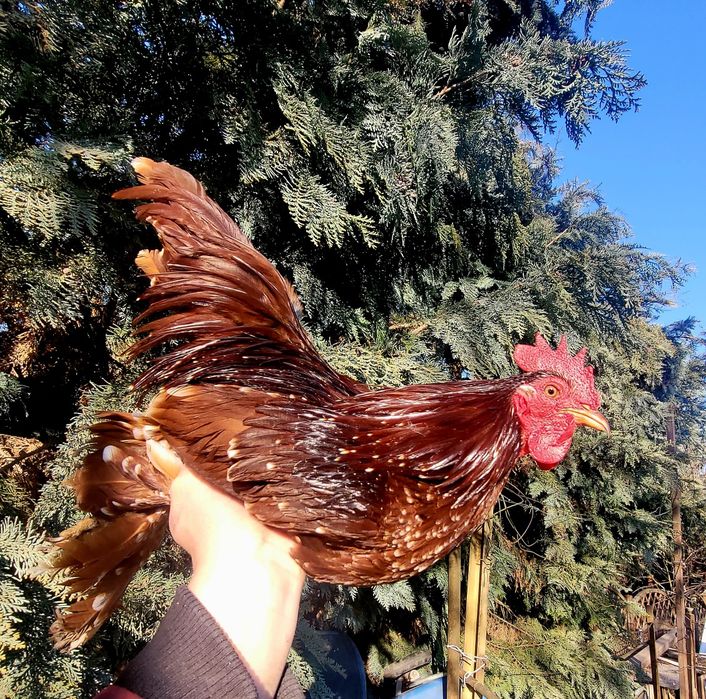 Vand gaini pitice mii de flori