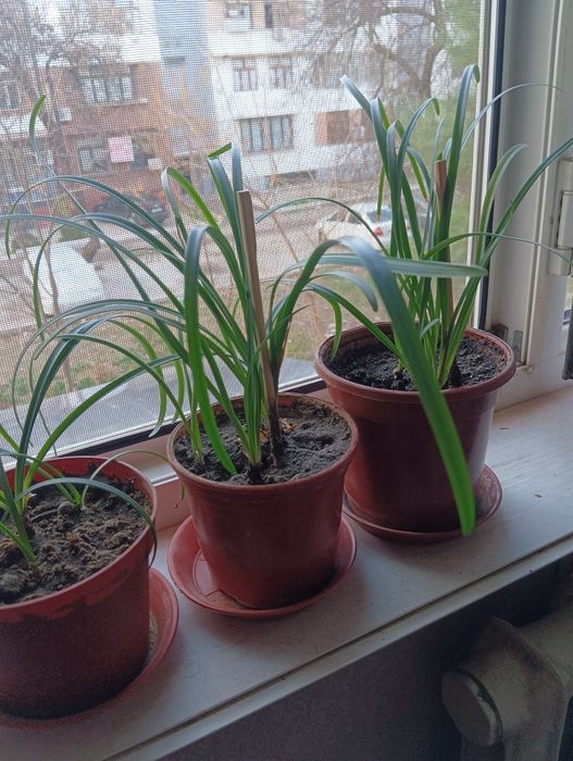 Продам цветы выскочка