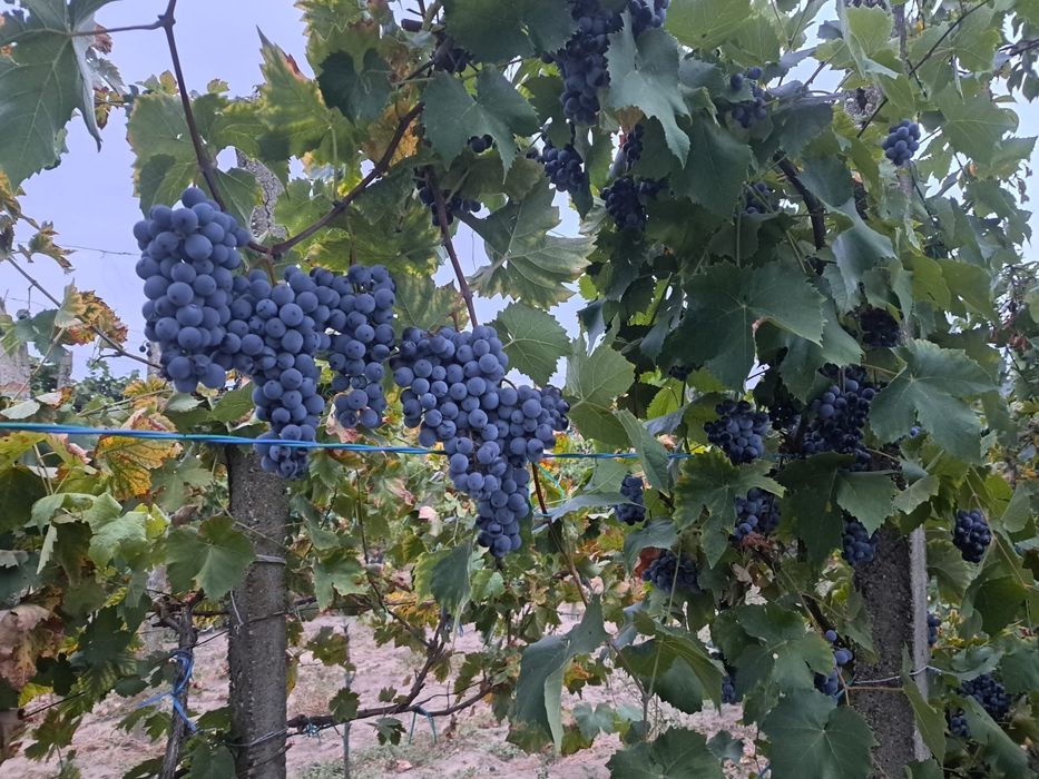 Vand struguri de vin,soi otel 500kg,pret 3,5lei/kg. Locatia Devesel
