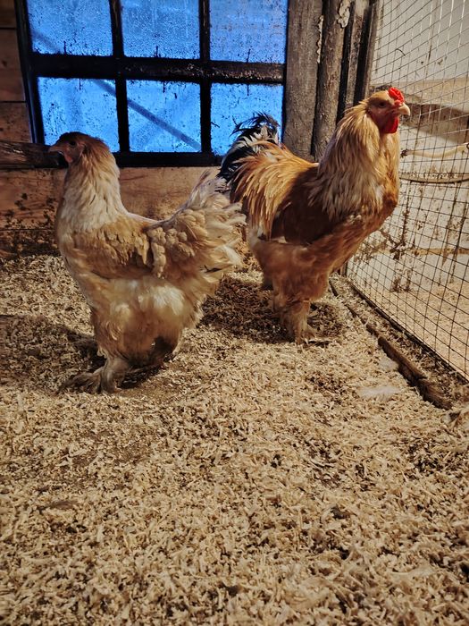 Инкубационное яйцо брамы.