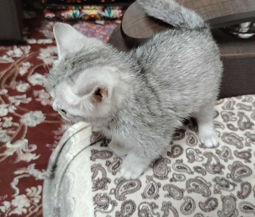 Шотландка мушук болалари 2 ойлик