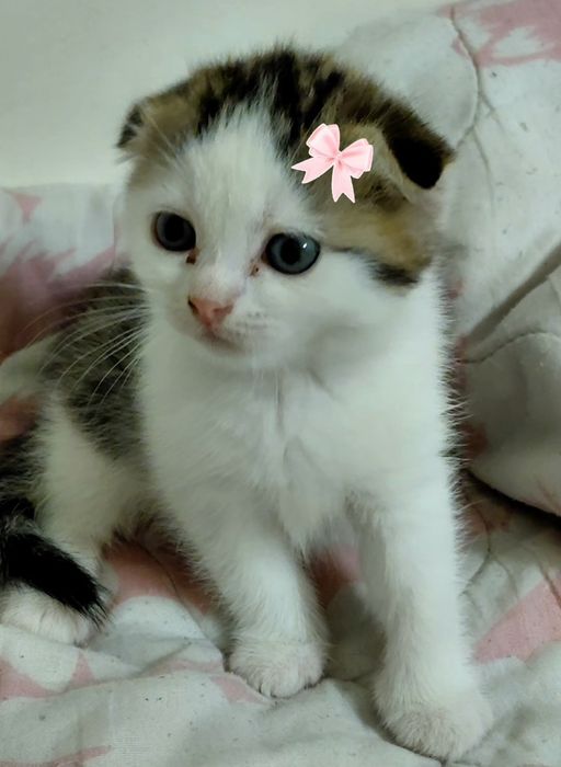 Выслоухие котята