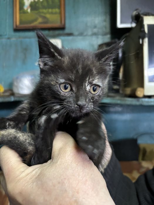 Котенок девочка в добрые руки