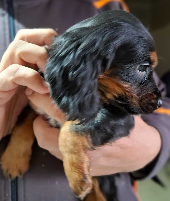 Продавам кокер шпаньол