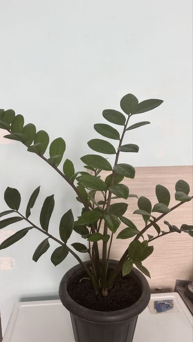 Комнатное растение