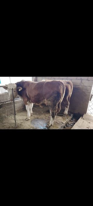 Продам симентал чистокровные