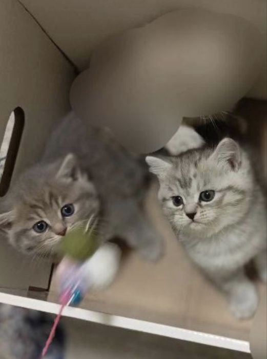 Продам котят Скоттиш страйт чистокровная