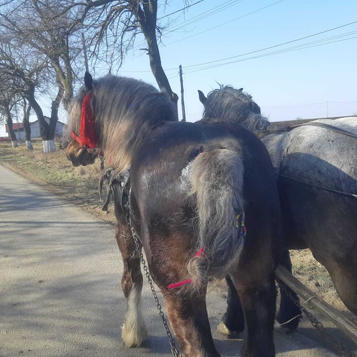 De vânzare doi harmasari!