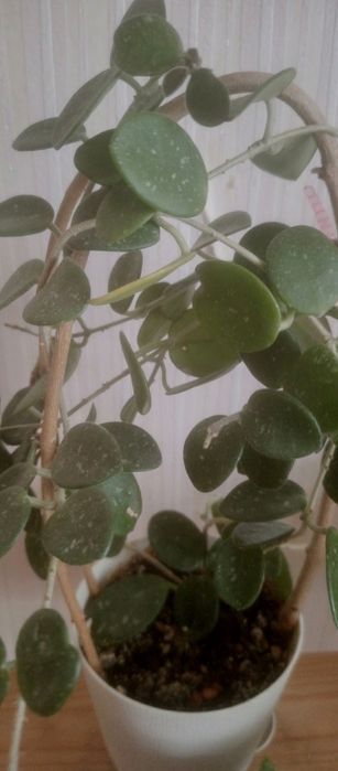 Продам комнатные цветы