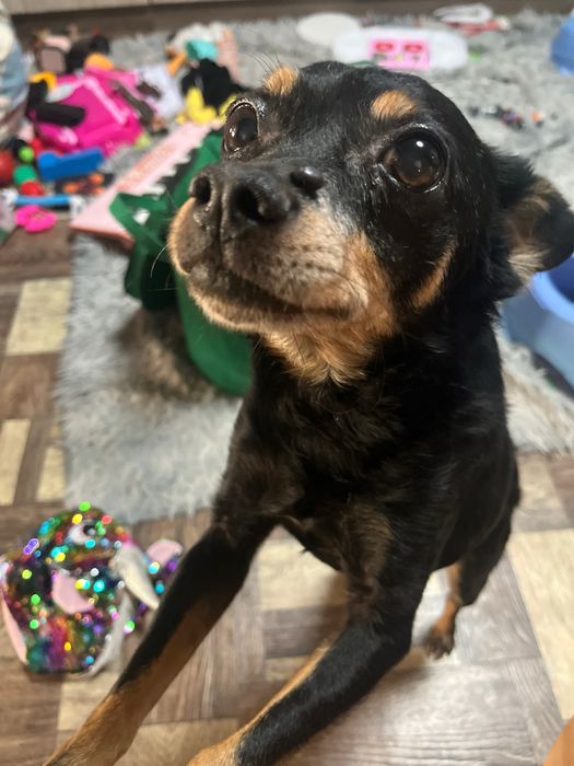 Пропал Сэм той-терьер