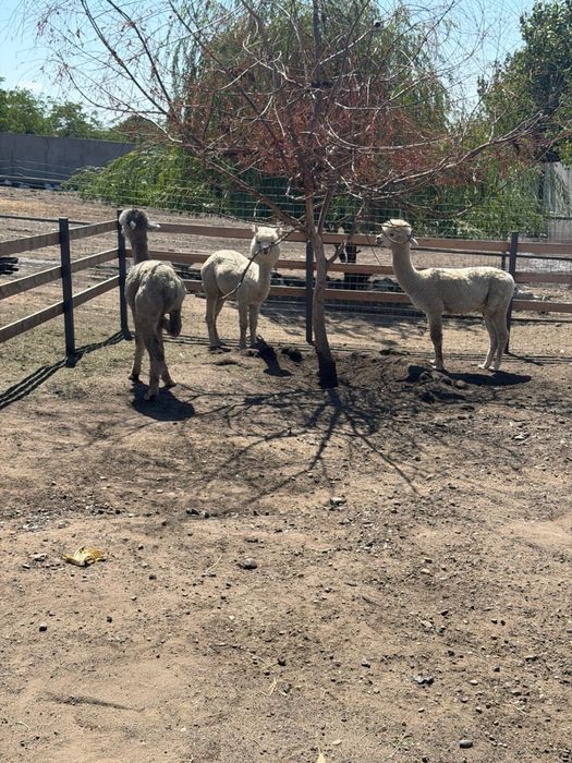 Familie Alpaca, o Femela si 2 masculi