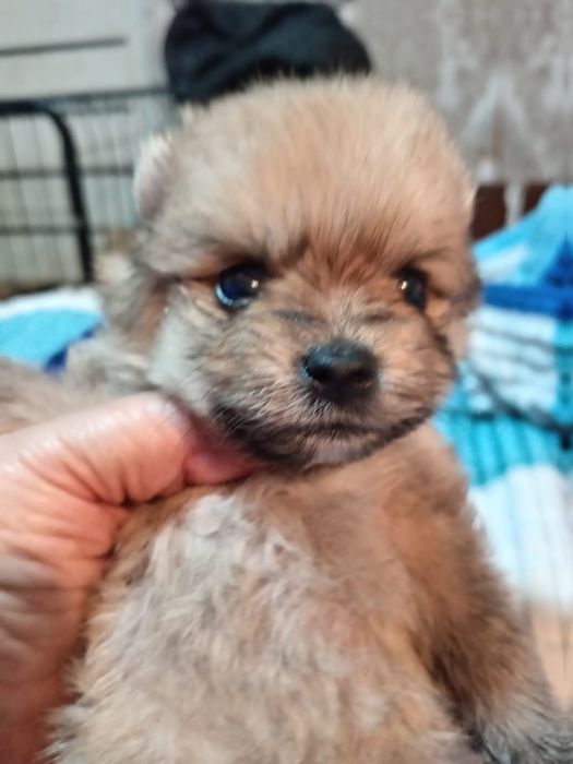 Щенки шпица  с бивером