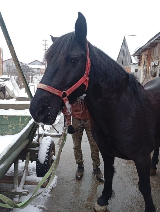 Iapa de vanzare neagra