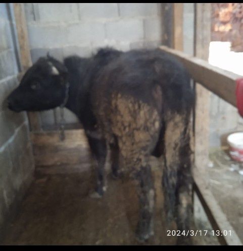 Бык По кличке Лев