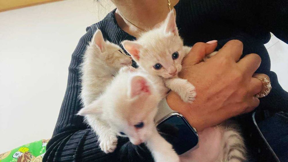 Mushukchalar sotiladi bir oylik