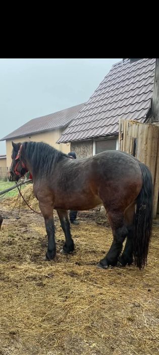 Vând cal semigreu castrat