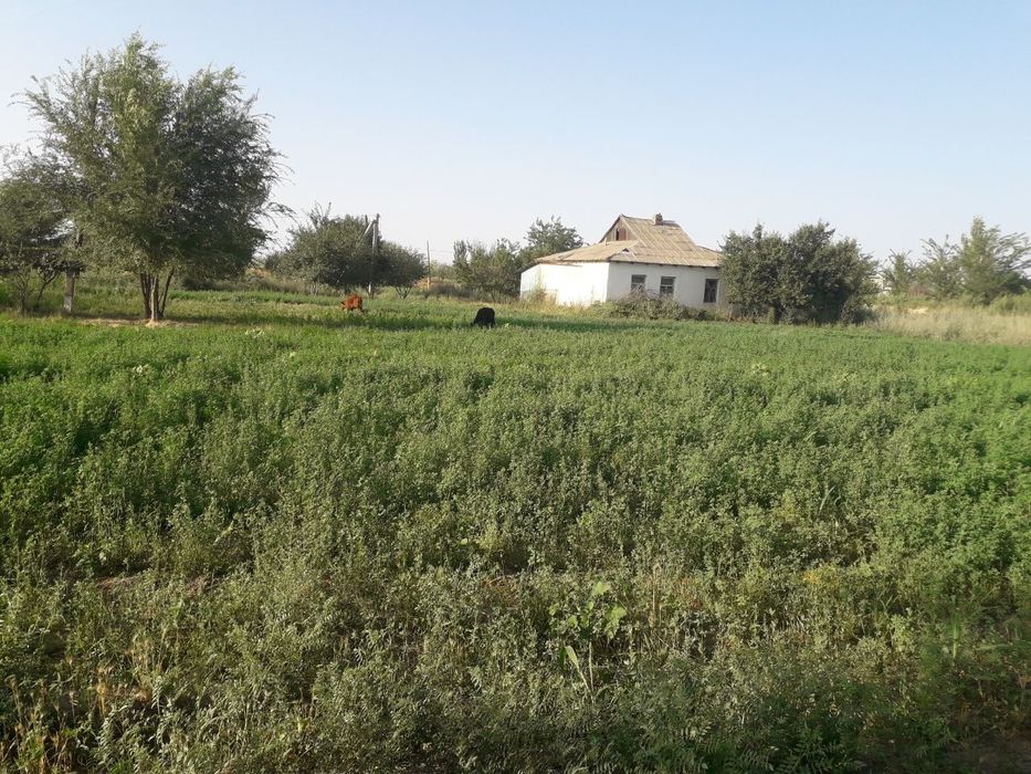 Срочно!Участка сотилади,2кадастрли Сирдареда.Продается земля с 2мя к