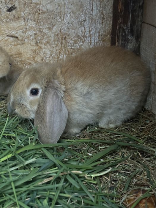 Disponibili iepurasi!!