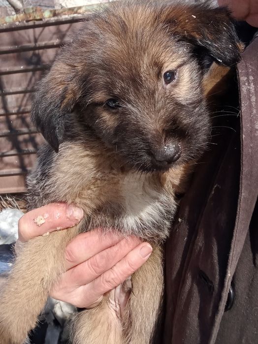 Отдам даром щенка.