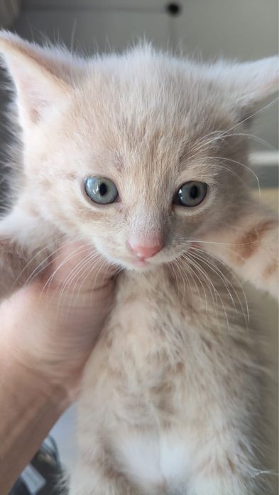 Котенок персиковый в добрые руки