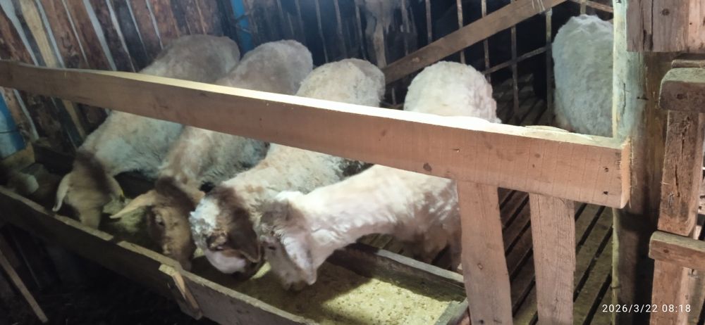 Қой тоқты бар семіз