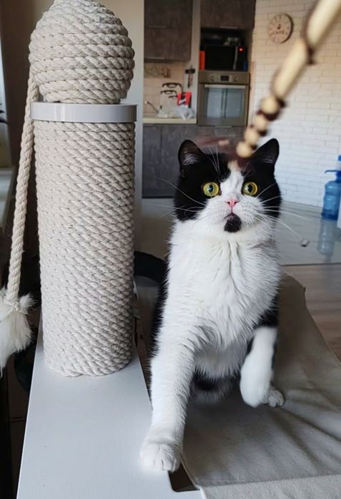 Скоттиш страйт кошка биколор