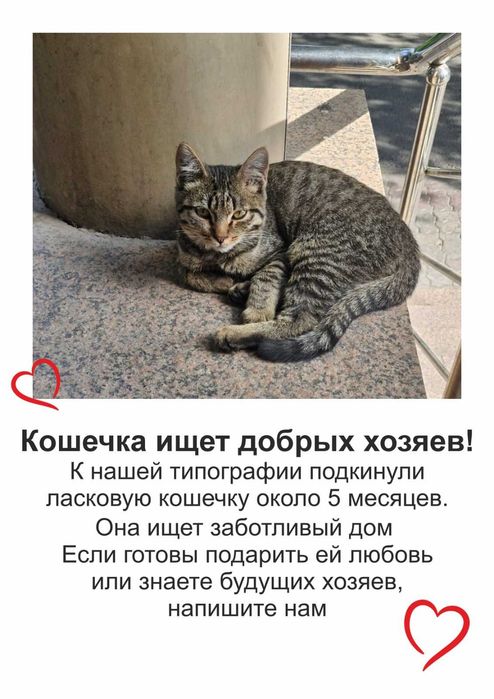 Отдам в добрые руки