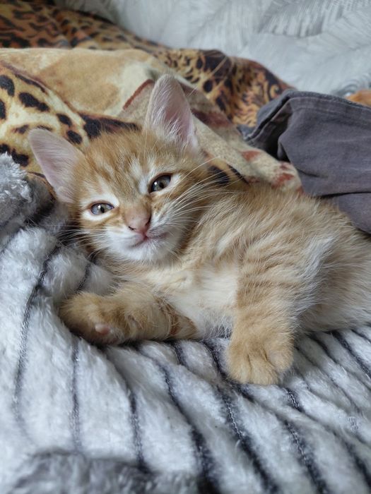 Отдам котят бесплатно