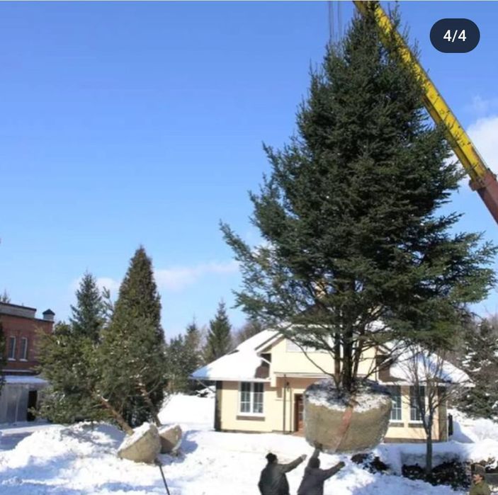 Обрезка плодовых деревьев