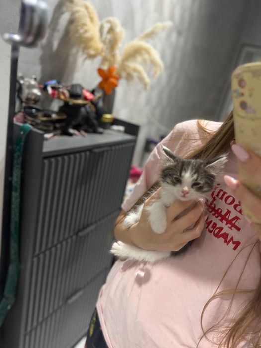 Котята в хорошие руки